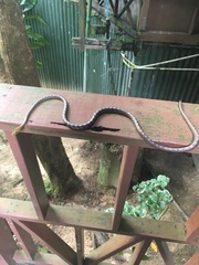 Dryophiops rubescens