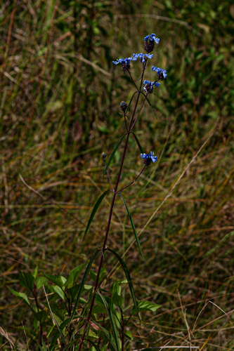 Coleus stuhlmannii image