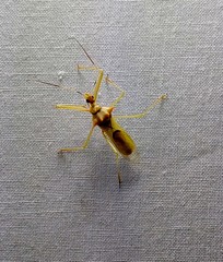 Ploeogaster