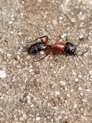 Camponotus texanus