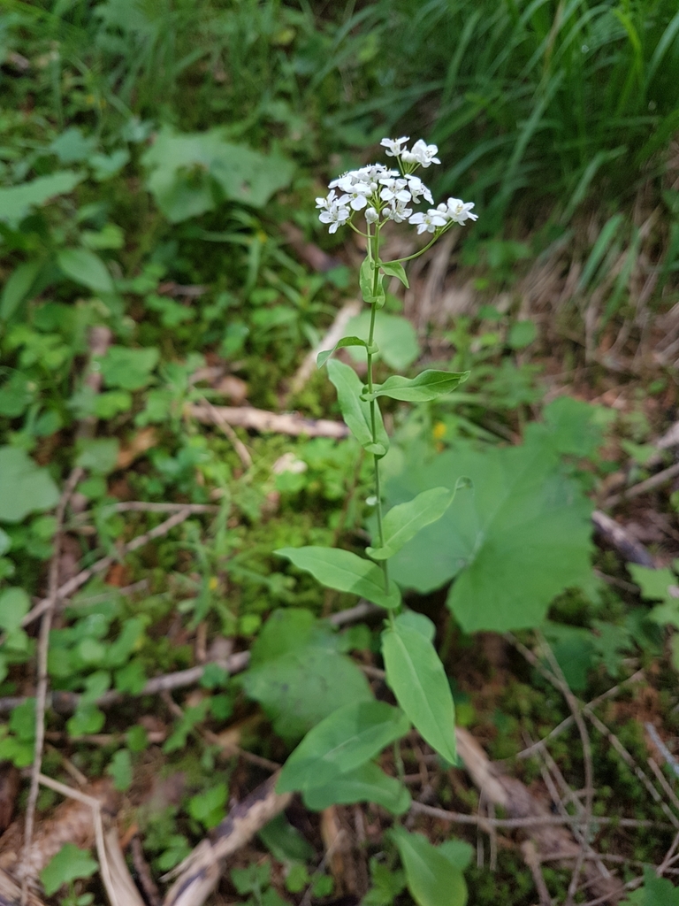Garlic Cress