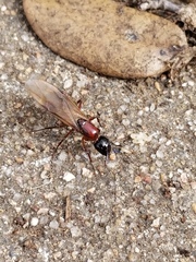 Camponotus texanus