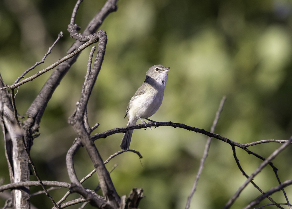 Least Bell's Vireo in August 2023 by Zack Abbey · iNaturalist