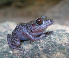 Cuban Giant Frog photo 2