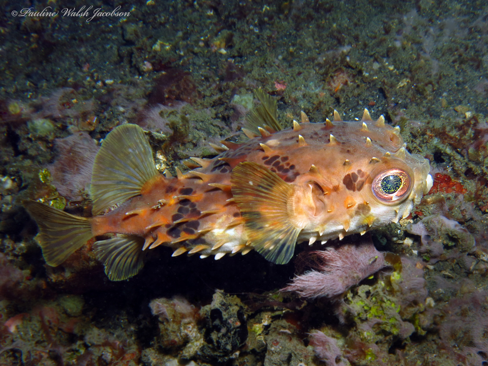 Birdbeak Burrfish