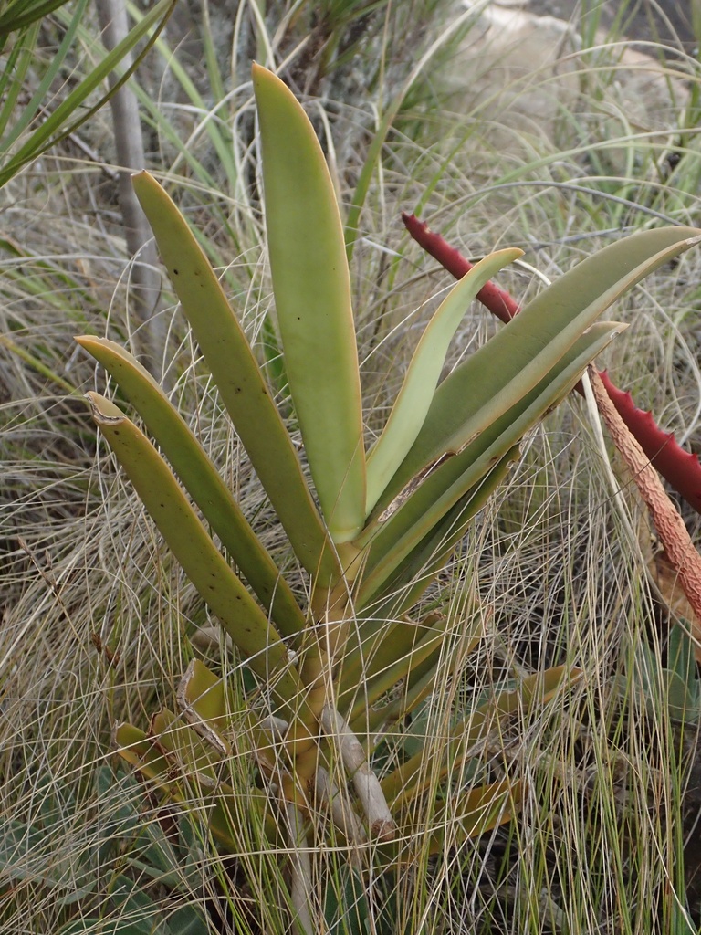Aerangis cryptodon
