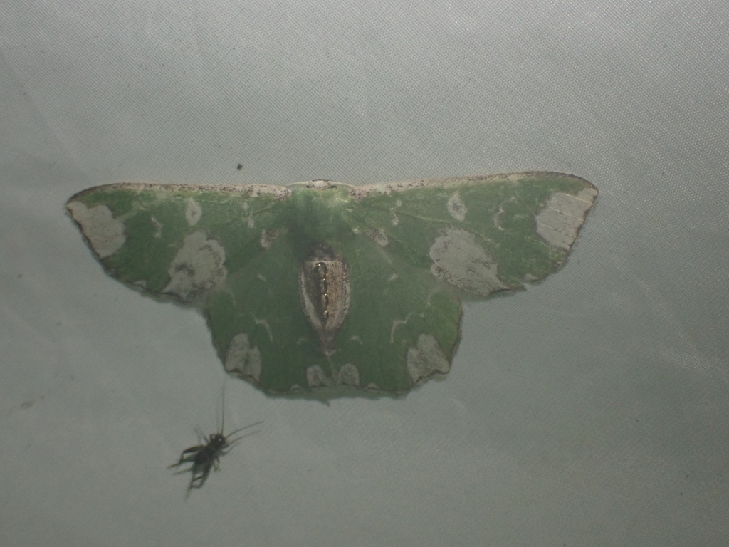 Archichlora pulveriplaga
