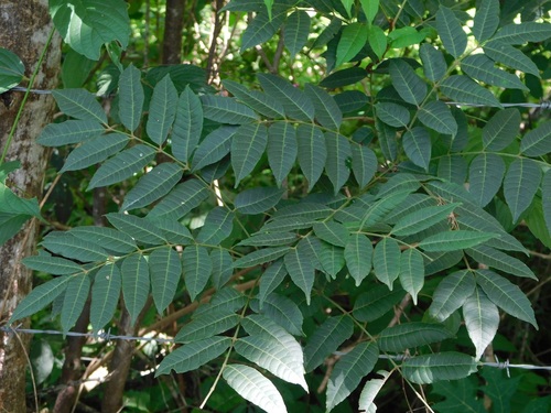 Astronium graveolens - Leaves