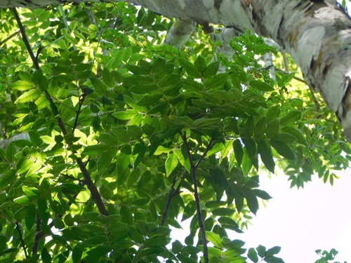 Astronium graveolens - Whole tree