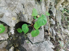 Begonia pinetorum, photograph (c) Neptalí Ramírez Marcial, some rights reserved (CC BY)