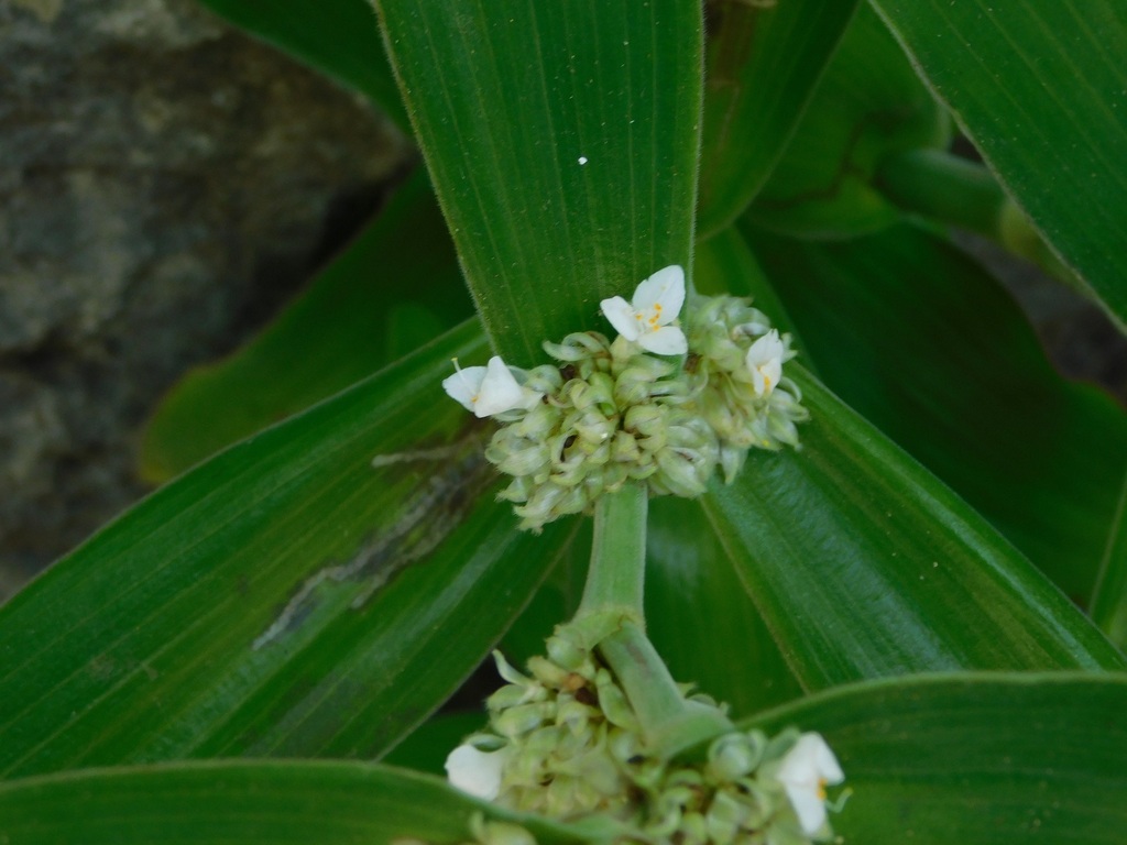Tradescantia exaltata