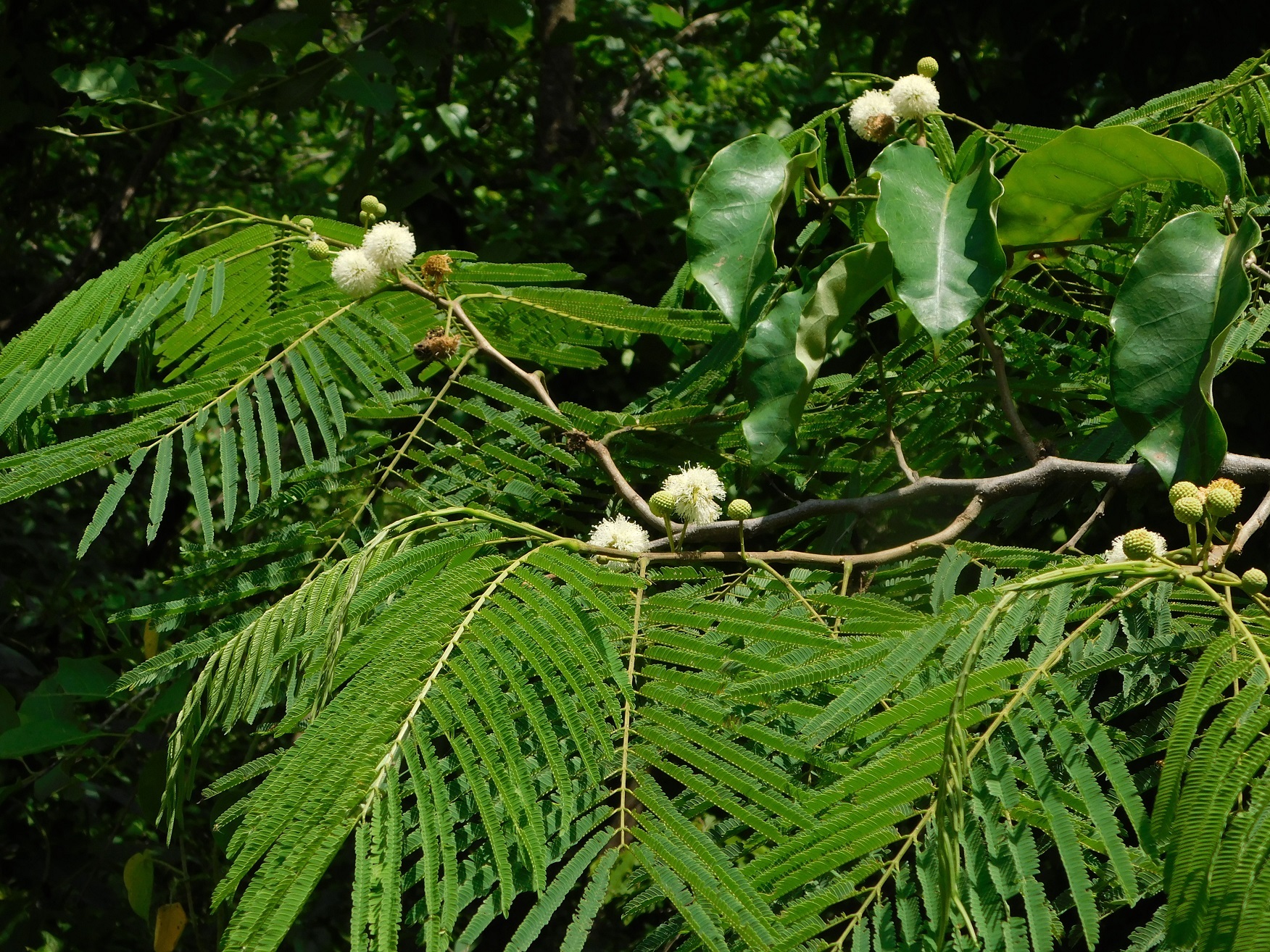 Wild Tamarind (Leucaena diversifolia)