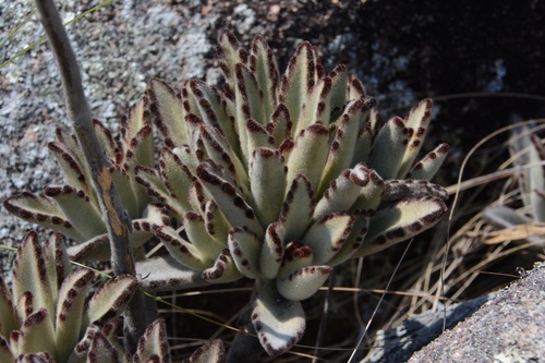 Kalanchoe tomentosa