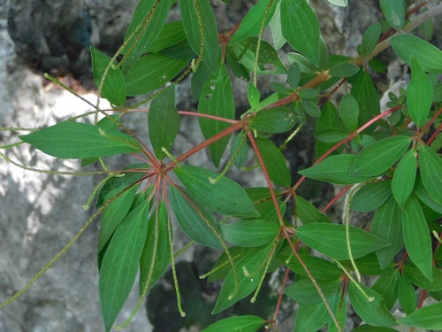 Peperomia heterodoxa