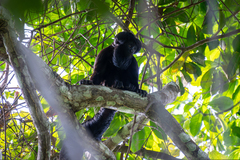 Black Bearded Saki photo 4
