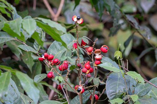 Guaraná