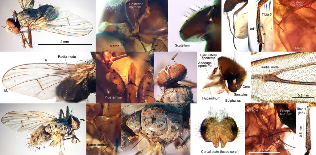 Helina vicina