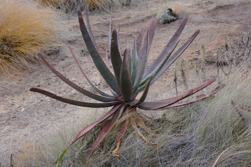 Aloe capitata (Aloe capitata)