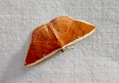 Palyas micacearia