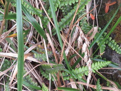 Anthoxanthum redolens