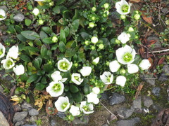 Gentianella saxosa