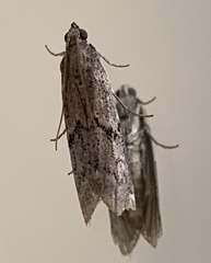Vitula serratilineella