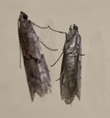 Vitula serratilineella