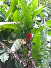 Musa coccinea