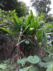 Musa coccinea