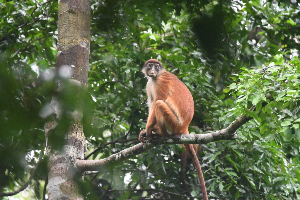 Thollon's Red Colobus