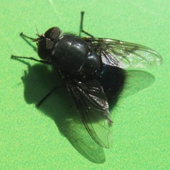 Calliphora quadrimaculata