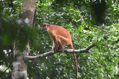 Thollon's Red Colobus photo 4