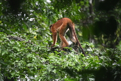 Thollon's Red Colobus photo 5