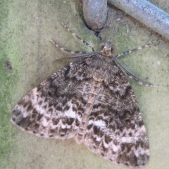 Pseudocoremia indistincta