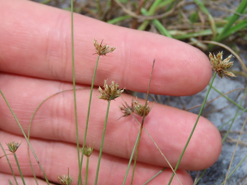 Image of Bulbostylis barbata by (c) geosesarma, some rights reserved (CC BY)