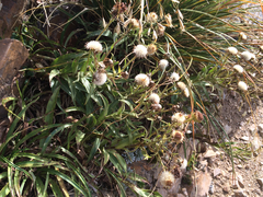 Dolichoglottis scorzoneroides