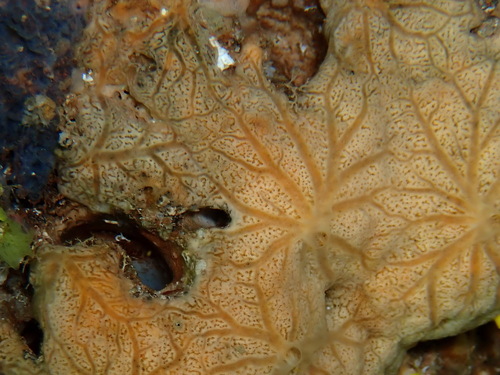 Representative image of Diplastrella