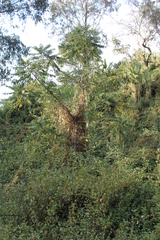 Phyllanthus salviifolius
