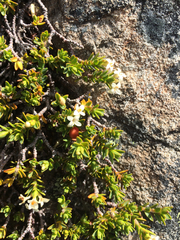 Pimelea notia
