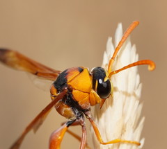 Delta bicinctum