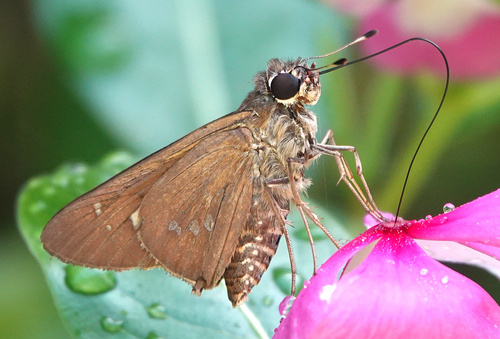 Brazilian Skipper