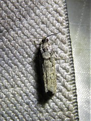 Pseudexentera