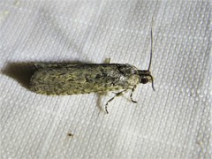 Pseudexentera