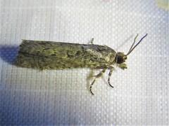 Pseudexentera