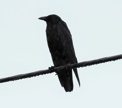Corvus brachyrhynchos