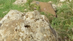 Ptyodactylus puiseuxi