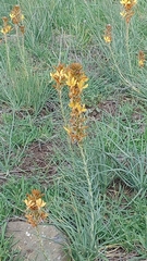 Asphodeline lutea