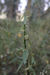 Byttneria ovata