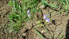 Veronica syriaca