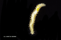 Phyllodocidae